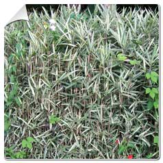 Bambu Pleioblastus